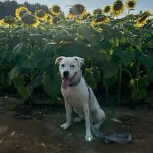 Coco, Adult Female Terrier