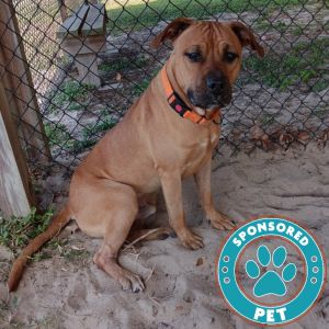 Mack, Adult Male Mastiff