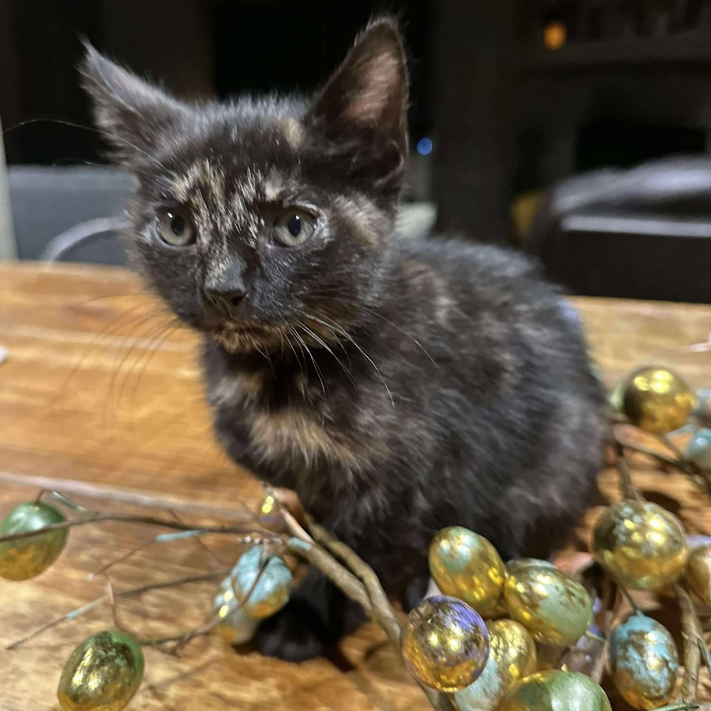 Olive JW