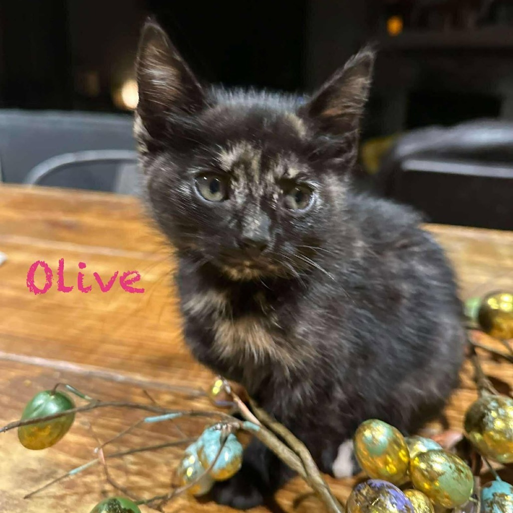 Olive JW