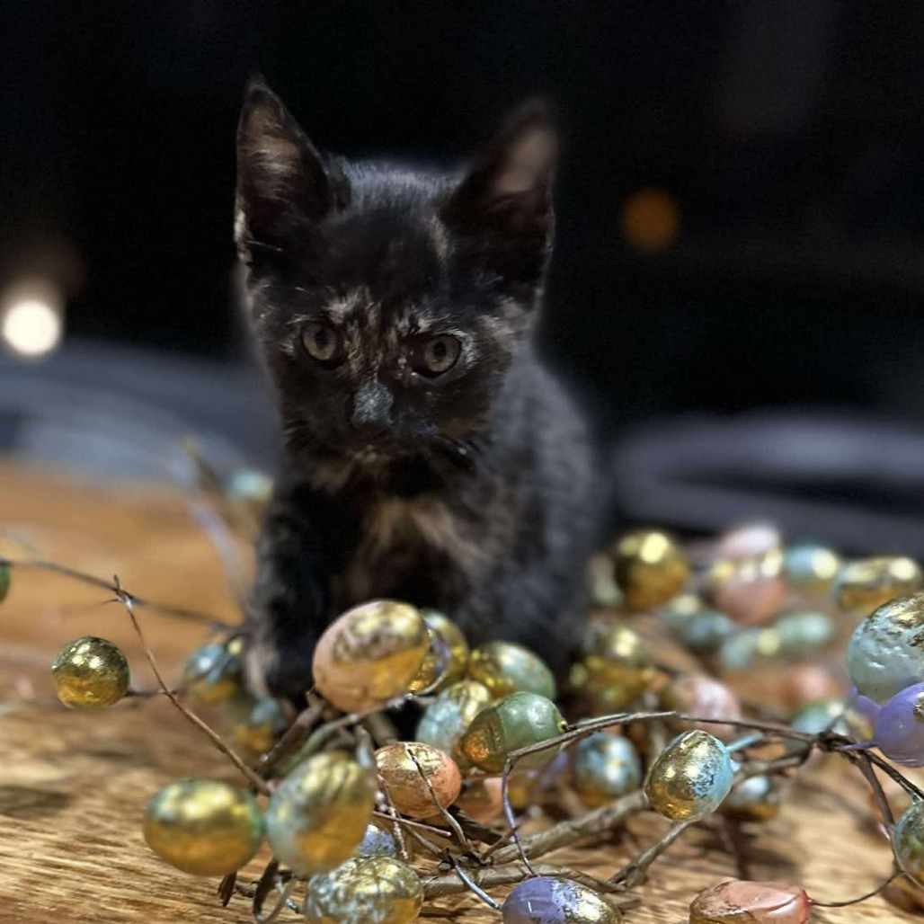 Olive JW