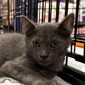 Smudge BW, Baby Female Russian Blue