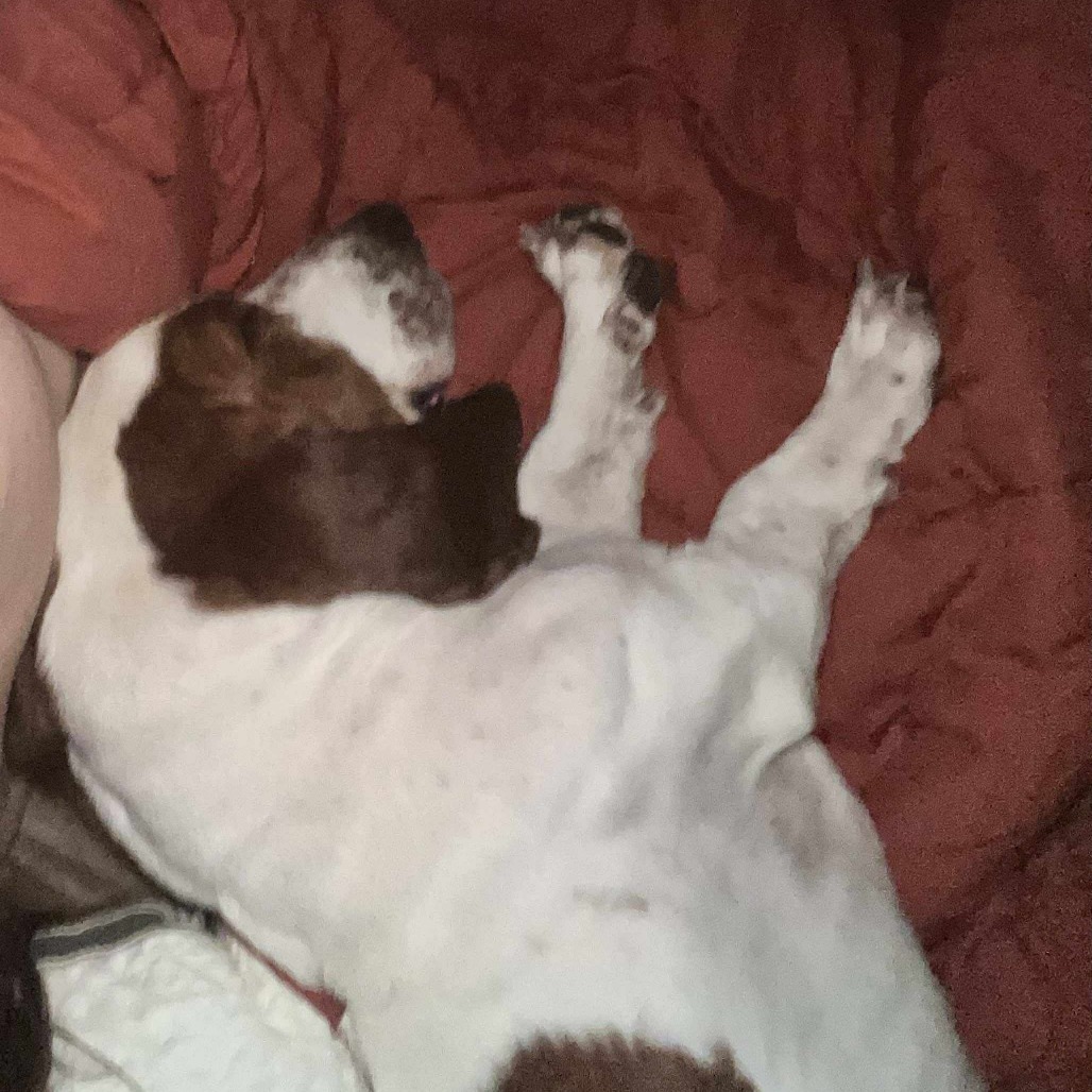 Abraham AKA Gizmo WH