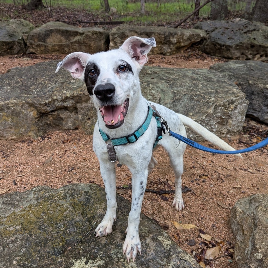 Pip AK, an adoptable Spaniel, Australian Cattle Dog / Blue Heeler in Austin, TX, 78701 | Photo Image 2