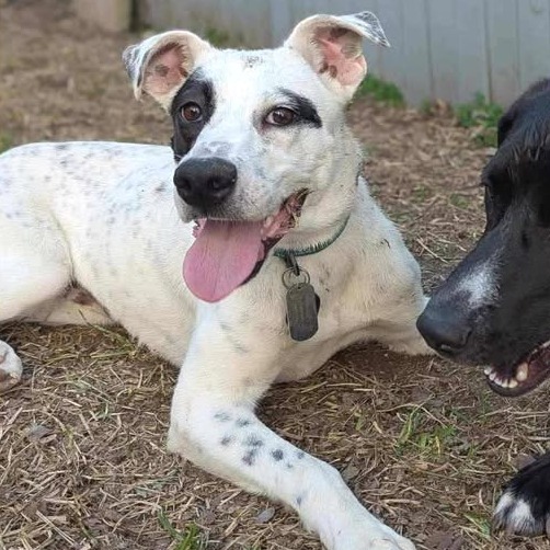 Pip AK, an adoptable Spaniel, Australian Cattle Dog / Blue Heeler in Austin, TX, 78701 | Photo Image 6