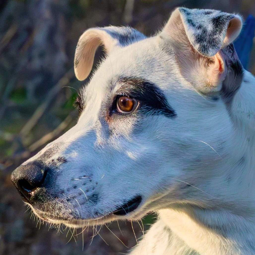 Pip AK, an adoptable Spaniel, Australian Cattle Dog / Blue Heeler in Austin, TX, 78701 | Photo Image 8