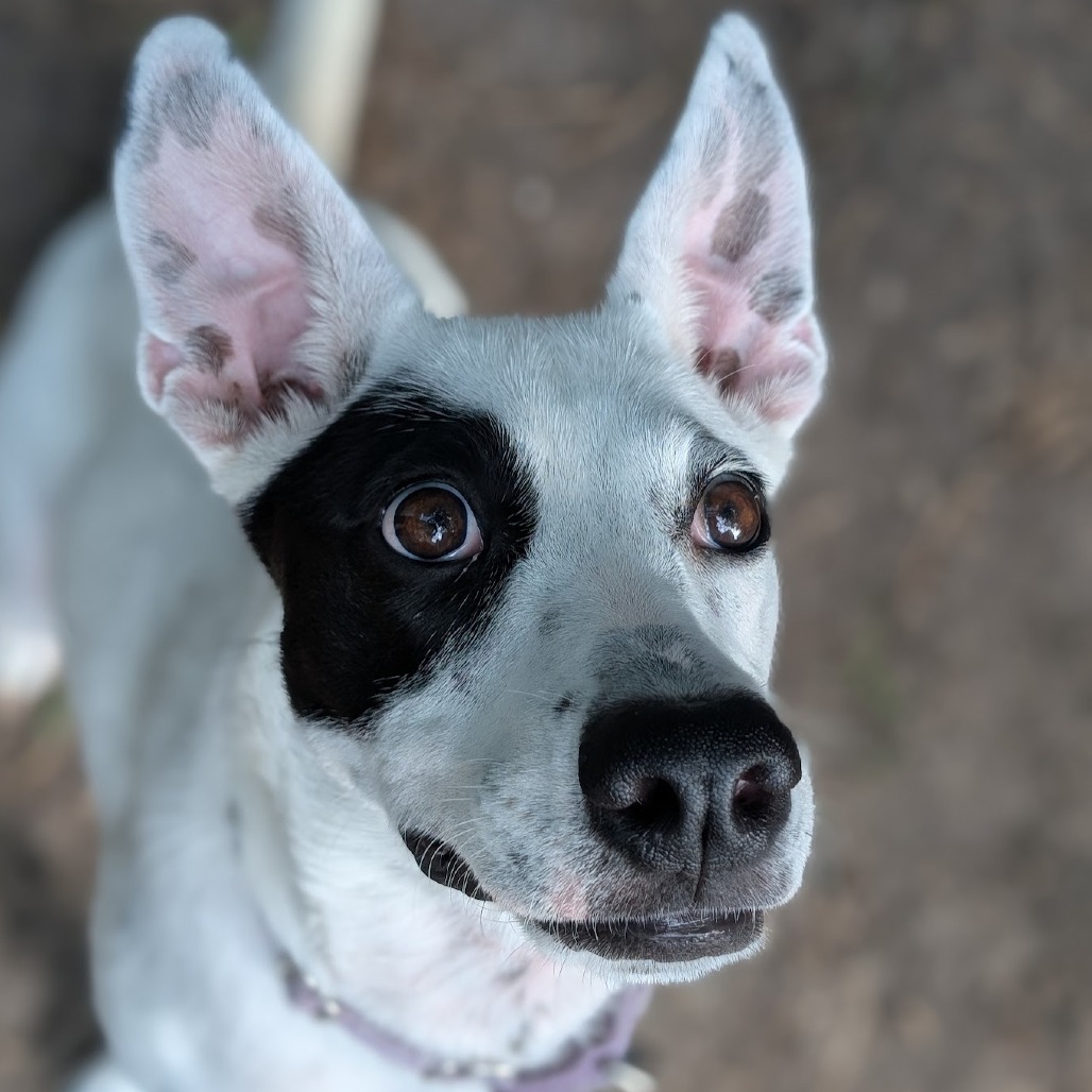 Pip AK, an adoptable Spaniel, Australian Cattle Dog / Blue Heeler in Austin, TX, 78701 | Photo Image 10