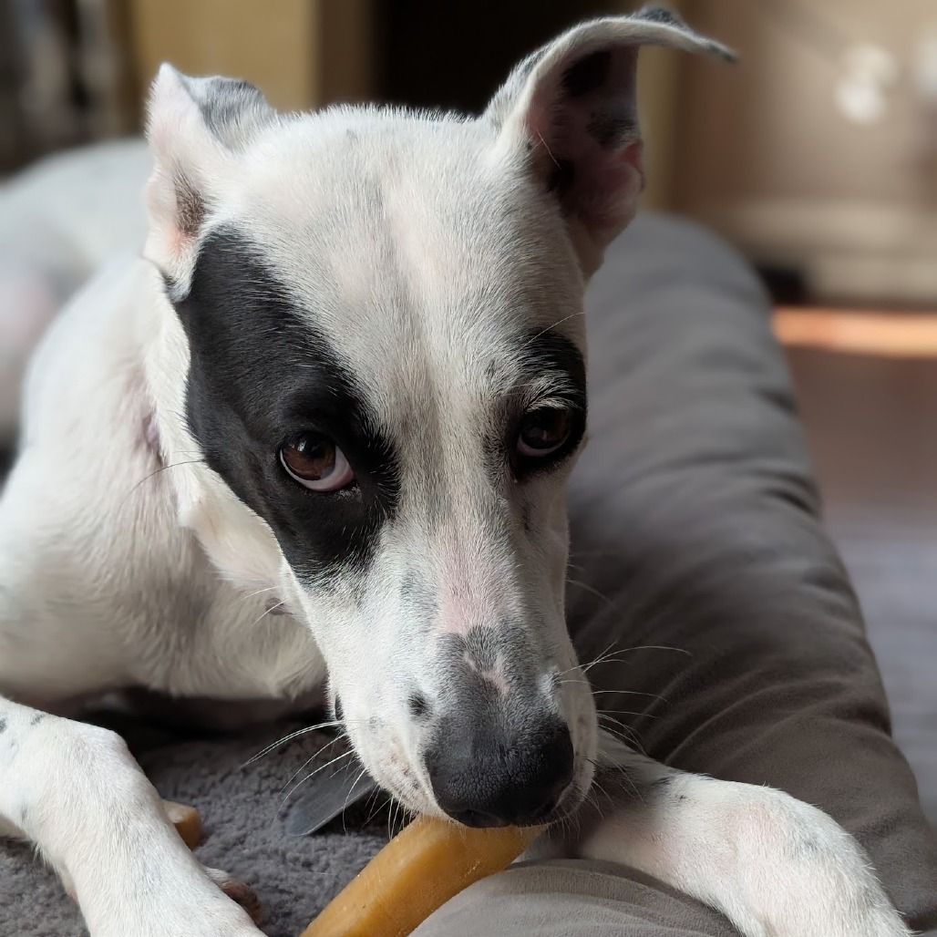 Pip AK, an adoptable Spaniel, Australian Cattle Dog / Blue Heeler in Austin, TX, 78701 | Photo Image 12