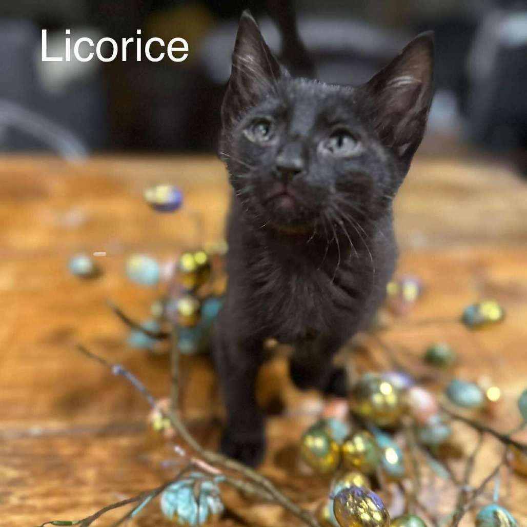 Licorice JW