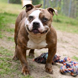 Reuben, Adult Male English Bulldog
