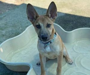 Tater Tot, Baby Female Shepherd