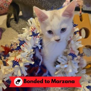Piper (k2025), Baby Male Domestic Short Hair