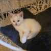 Piper (k2025) photo 2