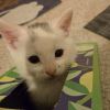 Piper (k2025) photo 5