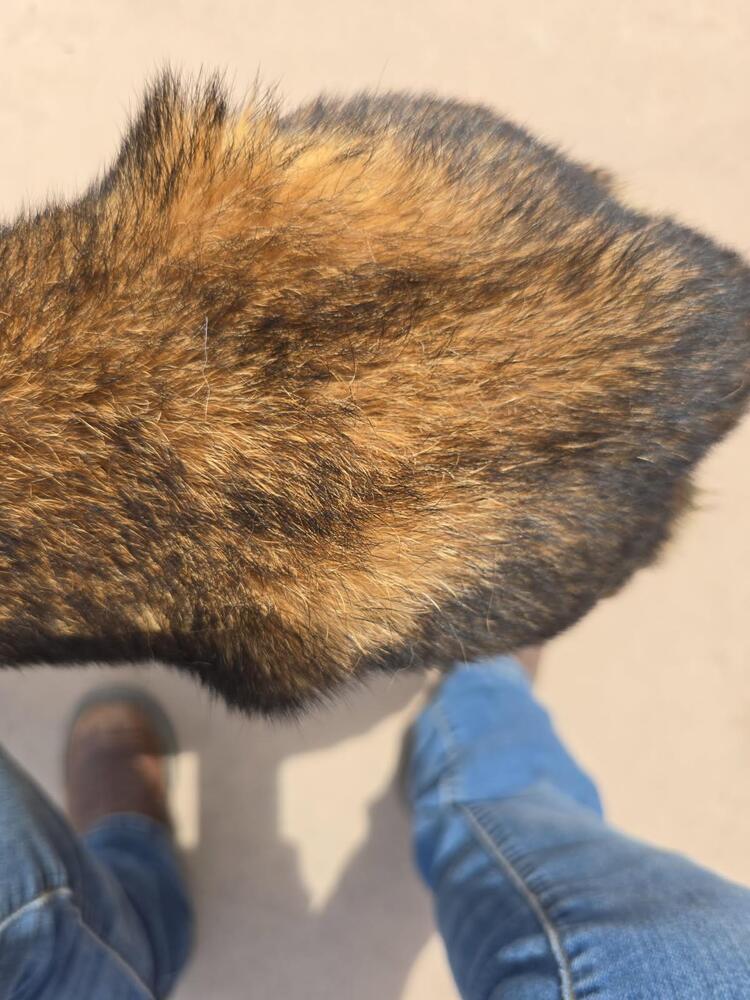 Cleo located in New Mexico