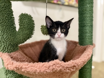 Smores (pre adopt)