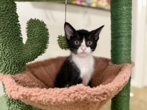 Smores (pre adopt), Baby Male Domestic Short Hair