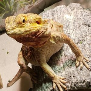 Mango, Adult Female unknown