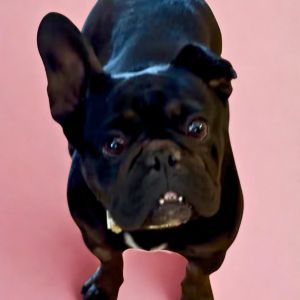 Nova, Adult Female French Bulldog
