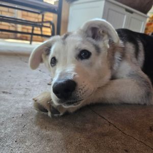Damian, Baby Male Siberian Husky