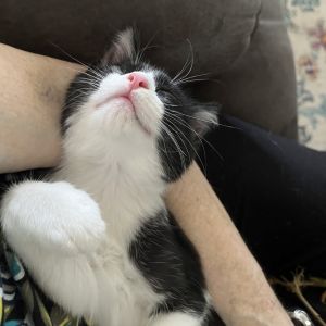 Choco Nacco, Baby Male Domestic Short Hair