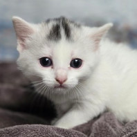 Marie, an adoptable Domestic Short Hair in Fort Collins, CO, 80526 | Photo Image 1