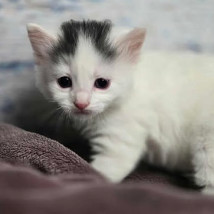 Jackson, an adoptable Domestic Short Hair in Fort Collins, CO, 80526 | Photo Image 1