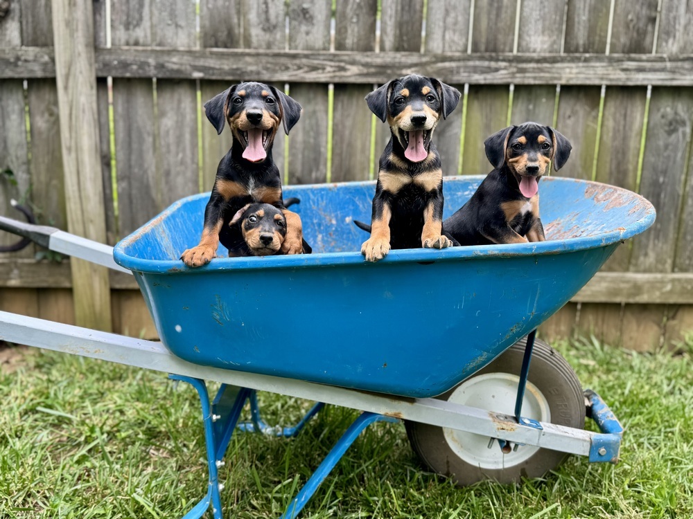 Tuktuk