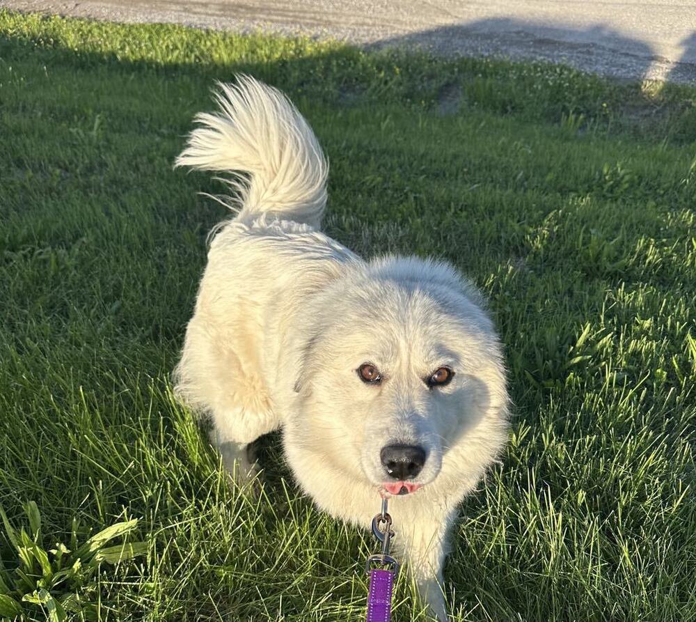 Pom Pom