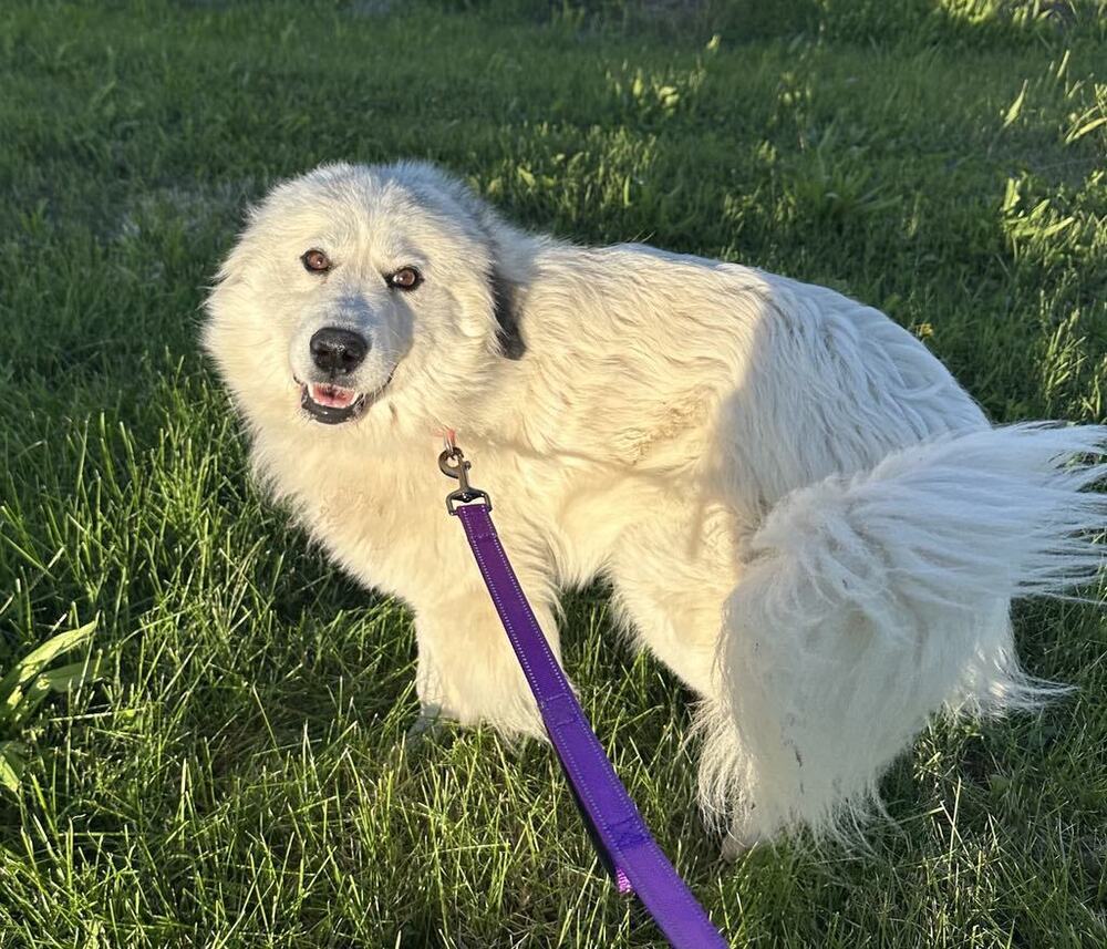 Pom Pom