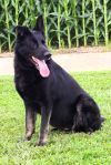 Roxie photo 1