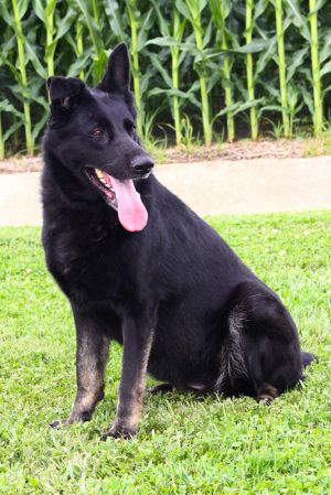 Roxie, Adult Female German Shepherd Dog