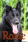 Roxie photo 3