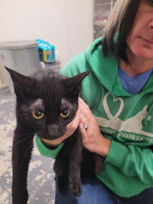 Ladybug, Adult Female Domestic Short Hair