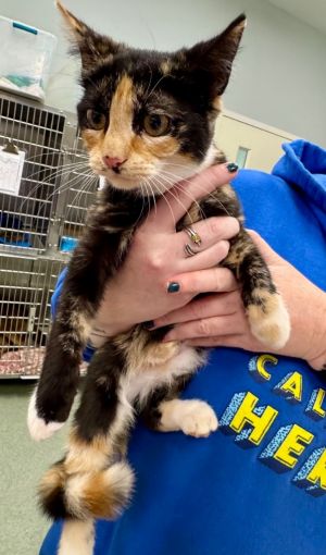 Cleo, Young Female Domestic Short Hair