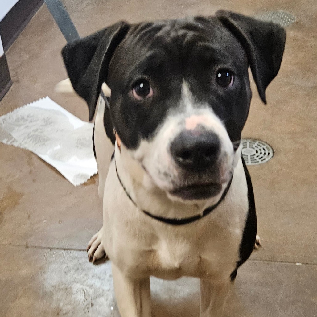 Emily - Leash Trained, Dog Friendly!