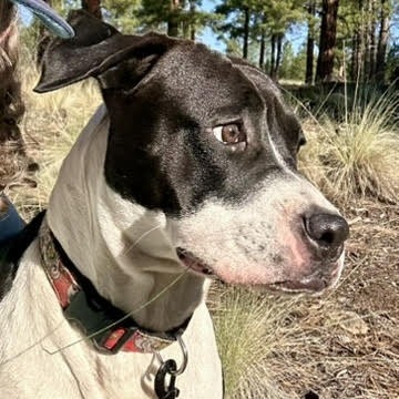 Emily - Leash Trained, Dog Friendly!