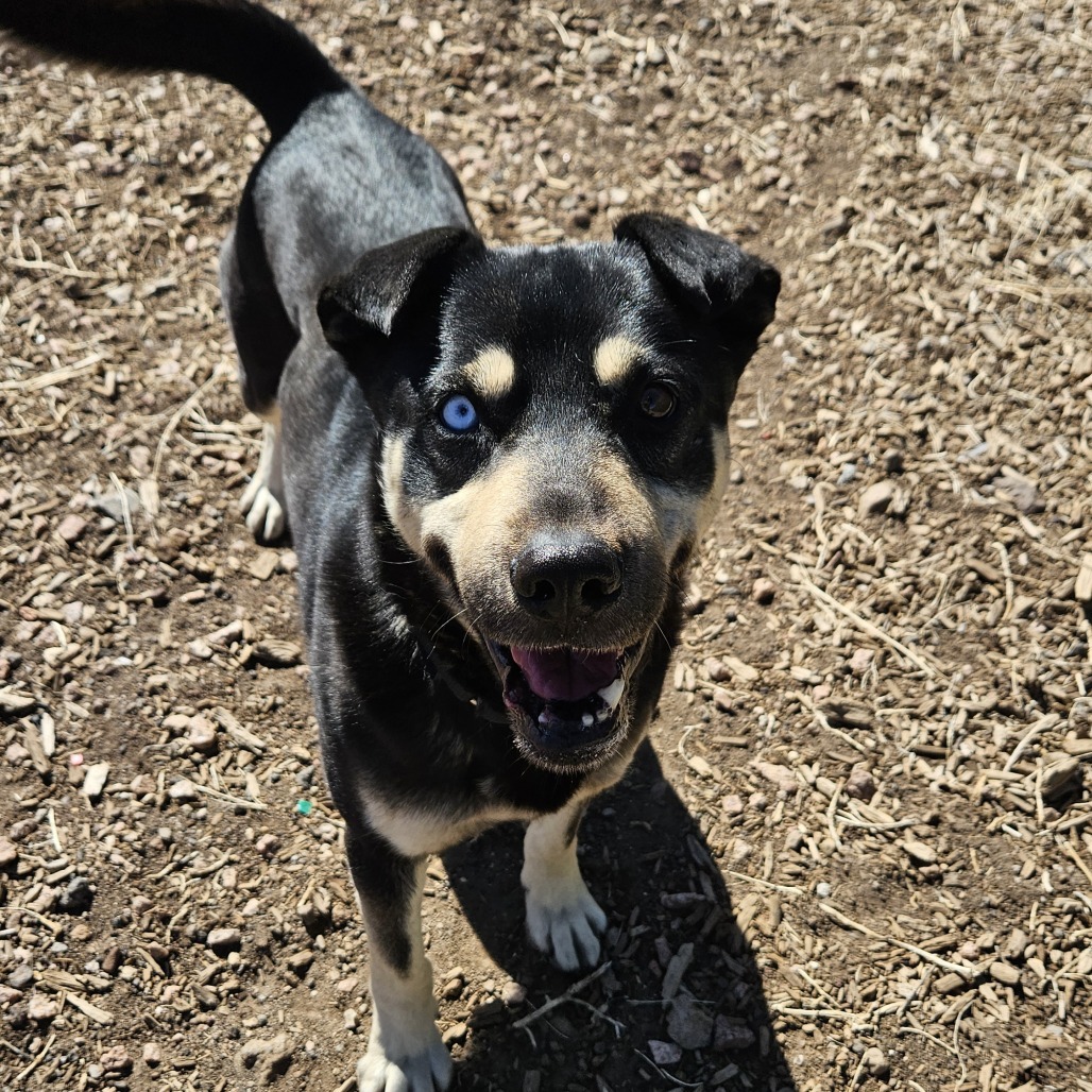Chomper- Loves Female Dogs & Potty Trained! Adopt $50!, an adoptable Shepherd, Siberian Husky in Flagstaff, AZ, 86004 | Photo Image 1