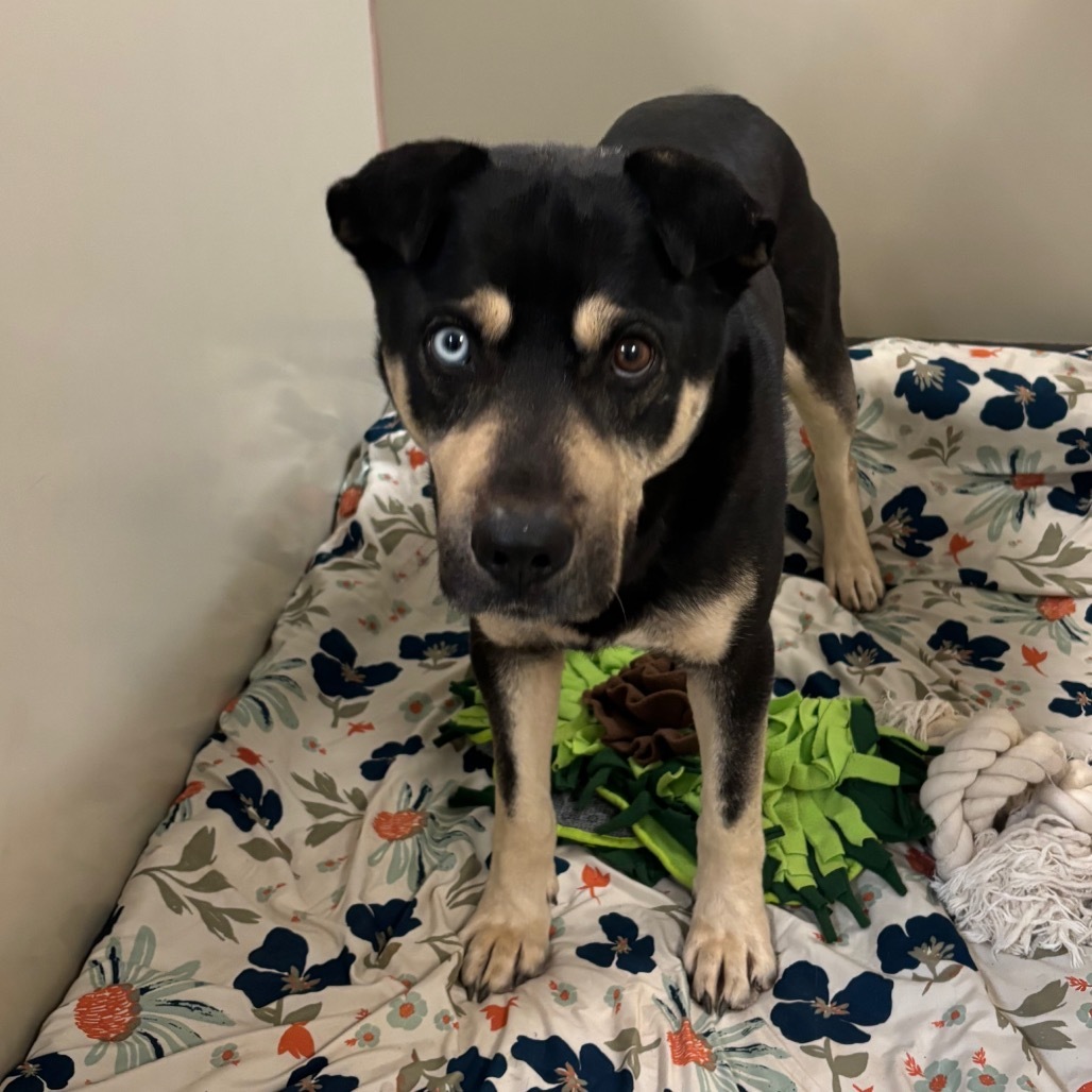 Chomper- Loves Female Dogs & Potty Trained! Adopt $50!, an adoptable Shepherd, Siberian Husky in Flagstaff, AZ, 86004 | Photo Image 2