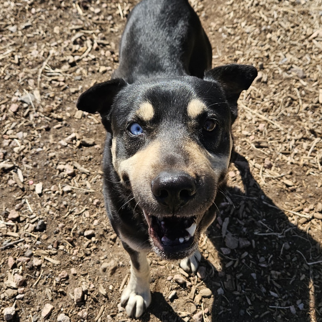 Chomper- Loves Female Dogs & Potty Trained! Adopt $50!, an adoptable Shepherd, Siberian Husky in Flagstaff, AZ, 86004 | Photo Image 4