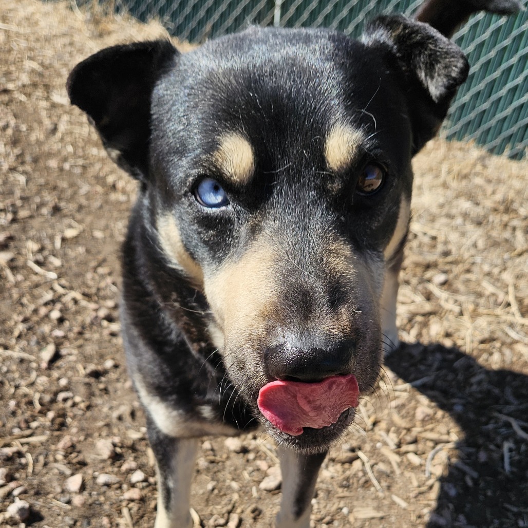Chomper- Loves Female Dogs & Potty Trained! Adopt $50!, an adoptable Shepherd, Siberian Husky in Flagstaff, AZ, 86004 | Photo Image 5
