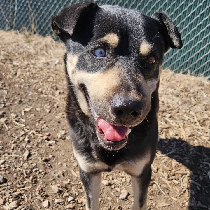 Chomper- Loves Female Dogs & Potty Trained! 6