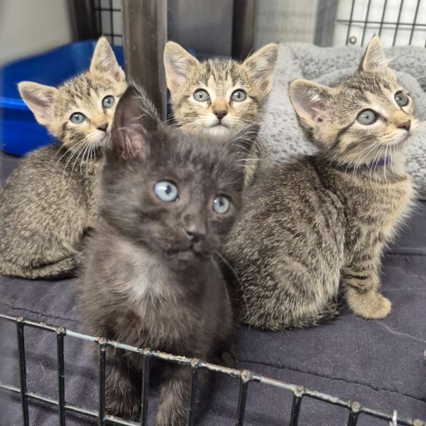 Pet Image
