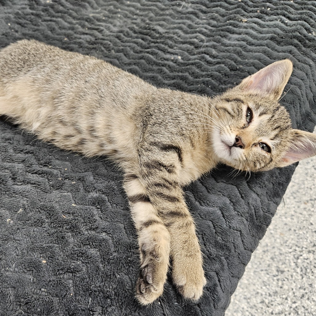 Serena (pink collar), an adoptable Domestic Short Hair in Kingman, KS, 67068 | Photo Image 1