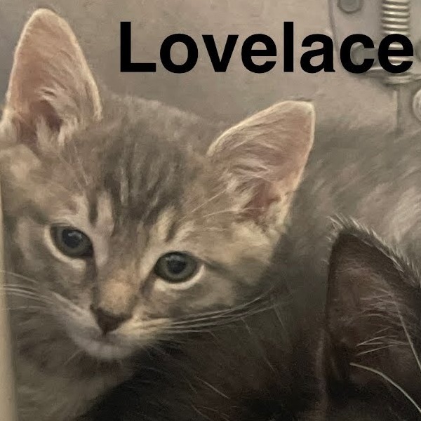 Lovelace