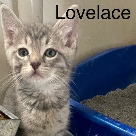Lovelace, an adoptable Domestic Short Hair in Kingman, KS, 67068 | Photo Image 2