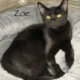 Zoe, an adoptable Domestic Short Hair in Kingman, KS, 67068 | Photo Image 1