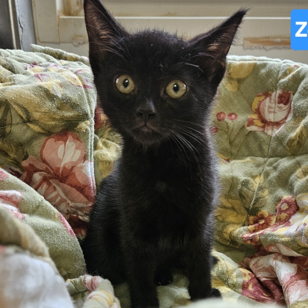 Zoe, an adoptable Domestic Short Hair in Kingman, KS, 67068 | Photo Image 2