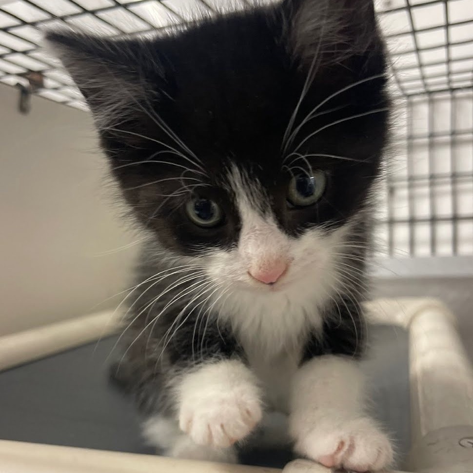 Mumble, an adoptable Domestic Short Hair in Kingman, KS, 67068 | Photo Image 1
