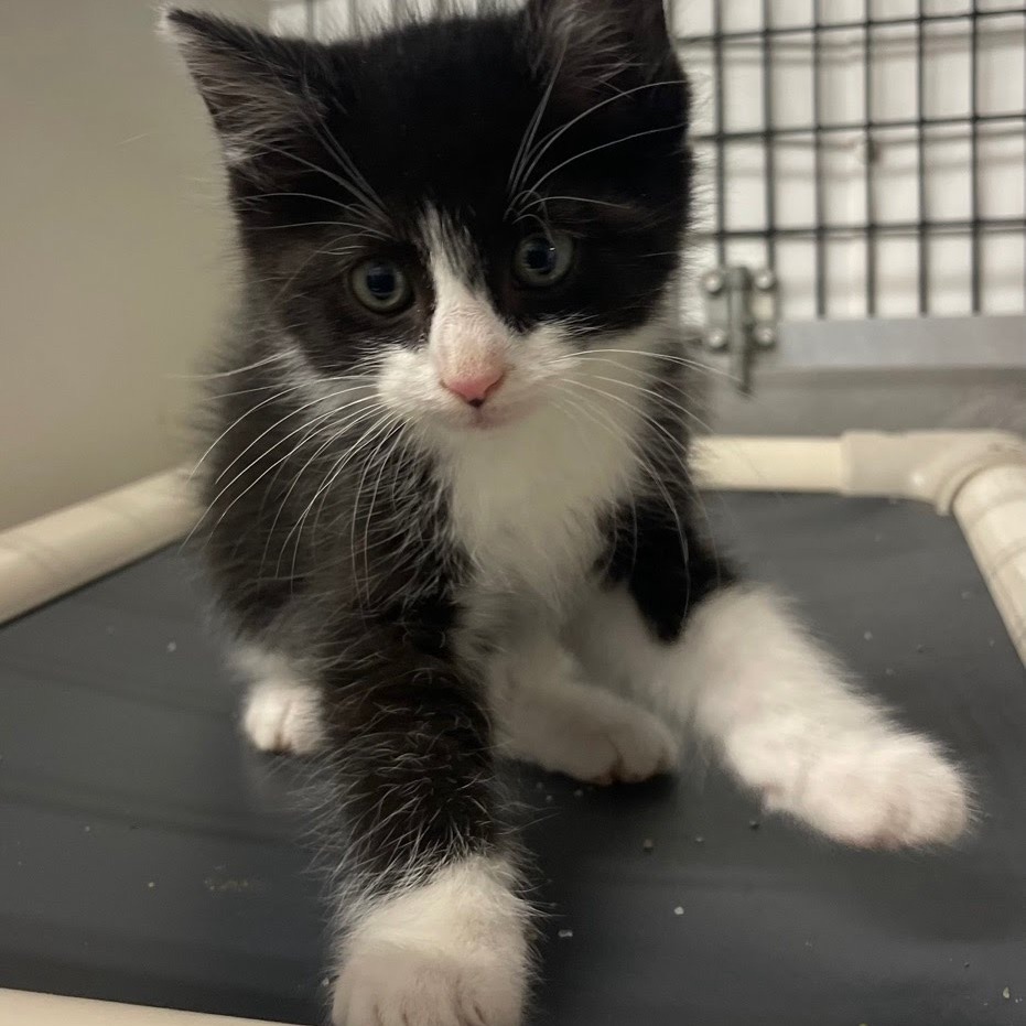 Mumble, an adoptable Domestic Short Hair in Kingman, KS, 67068 | Photo Image 2